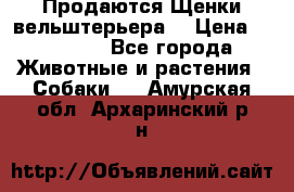 Продаются Щенки вельштерьера  › Цена ­ 27 000 - Все города Животные и растения » Собаки   . Амурская обл.,Архаринский р-н